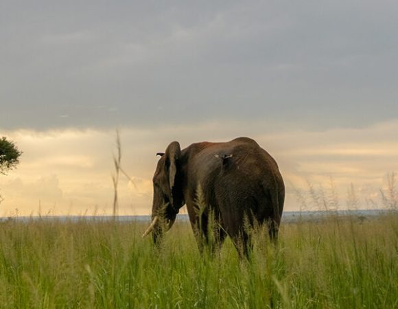 3 Days Murchison Falls Safari