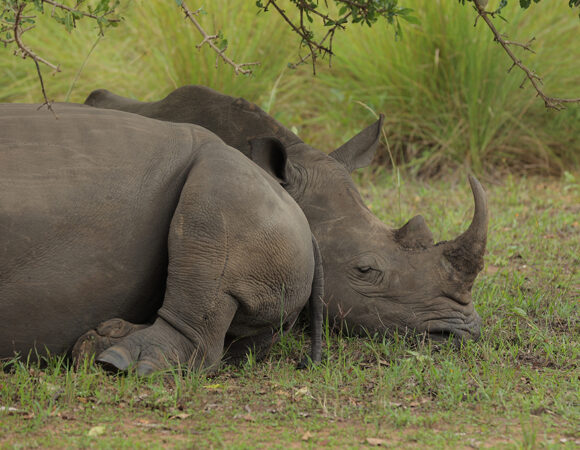 Zziwa Rhino