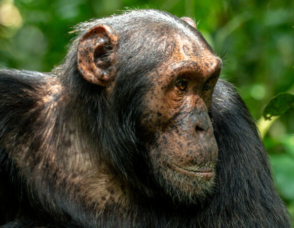 Kibale Forest