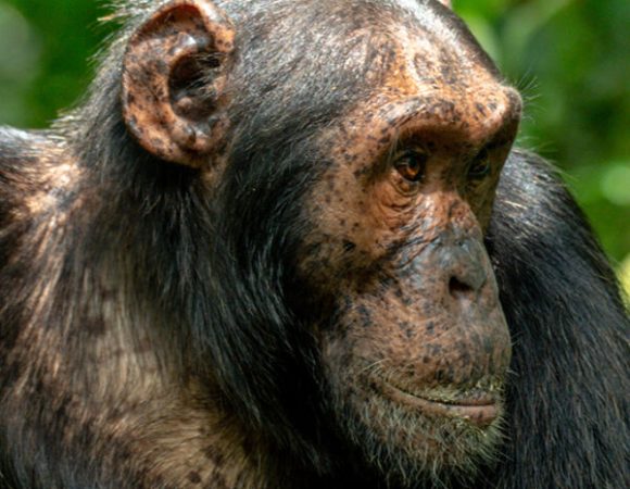 6 Days Primates & Wildlife Safari